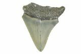 Serrated, Juvenile Megalodon Tooth - North Carolina #356708-1